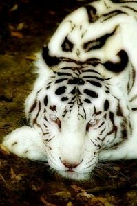 Meet your Posher, Harriet